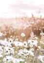 Field of Daisies Plakat Plakat / 50x70cm