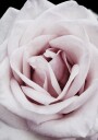Pink Rose Plakat Plakat / 30x40cm
