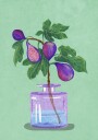 Figs Branch In Vase Poster Plakat / 40x50cm