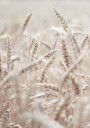 Wheat Accumulation Plakat Plakat / 100x150cm