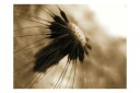 Fototapet Dandelion Sepia 200x154 - Artgeist sp. z o. o.