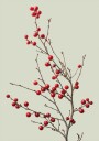 Red Berries on a Branch Plakat Plakat / 100x150cm