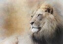Majestic Lion Gaze Plakat / 100x150