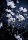 Wild Flowers 10 Plakat / 30x40cm