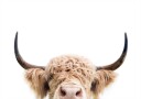 Peeking Cow Poster Plakat / 21x30cm