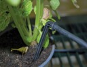 Canopia Drip irrigation kit for greenhouse Palram