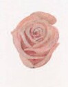 Bordkort Rosa rose