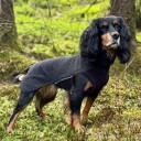 Sidney ulldekken i merinoull for korthårede hunder M-L 48 cm Sort