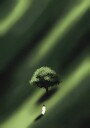 Lone Figure Green Path Plakat / 40x50