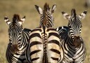 Zebra Trio Plakat / 70x100
