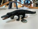 Collecta Alligator Figure Large Realistic and Detailed Replica