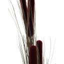 Europalms Reed Grass Cattails Dark-Brown, 152cm