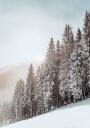 Snow Covered Trees Plakat Plakat / 40x50cm