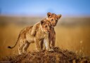 Brothers for Life Plakat Plakat / 40x50cm