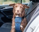 CarSafe M Kollisjonstestet Hundesele med Reflekterende Elementer