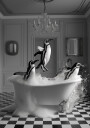 Penguin Party Poster Plakat / 40x50cm