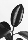 Ficus Leaves in Black & White Plakat Plakat / 100x150cm