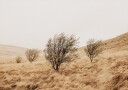 Autumn Grassy Field and Trees Plakat Plakat / 70x100cm