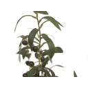 Europalms Olive Tree, Artificial Plant 68 Cm