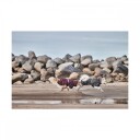 Hurtta Mudventure ECO Regnjakke 45 cm Svart