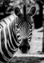 Zebra Plakat Plakat / 40x50cm