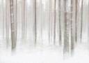 Winterforest in Sweden Poster Plakat / 21x30cm