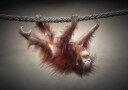 Playful Baby Orangutan Plakat / 50x70