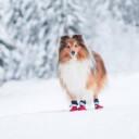 Røde Hundesko Med Refleks 4Pk Potesokker
