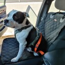 Bilsete til hund Svart