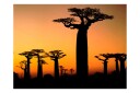 Fototapet Afrikanska Baobabtre 400x309 - Artgeist sp. z o. o.