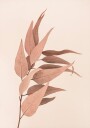 Dried Eucalyptus Plakat / 100x150cm