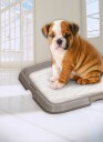 Pawise Pee Pad Tray For Pads 56X56Cm (638.2012)