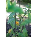 Nelson Garden 55743 Espaliertorn 140 cm, Avling