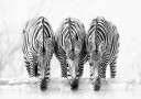 Zebras Poster Plakat / 21x30cm
