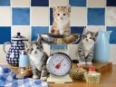 Ravensburger Puslespill 1500 Søte Katter