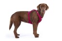 Curli Belka Comfort V2 Dog Harness Ruby 4Xl