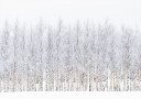 Winter birches Poster Plakat / 50x70cm