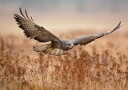 Majestic Hawk In Flight Plakat / 100x150