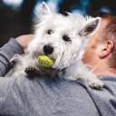 Kong Airdog Squeakair Tennisball Hundeleke Small 3 Stk.