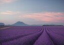 Lavender field Plakat / 21x30cm