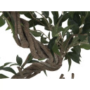 Europalms Ficus Multiple Spiral Trunk 130cm