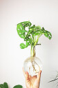 Winkee Hydro Vase Flora