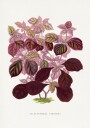 Pink Teleianthera Ficoidea Leaf Illustration Plakat / 100x150