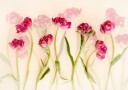 Dreamy Pink Tulips Plakat / 100x150
