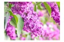 Fototapet Lilac Flowers 350x245 - Artgeist sp. z o. o.