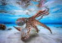 Dancing Octopus Plakat Plakat / 21x30cm