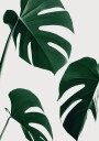 Fresh Green Monstera Leaves Plakat / 50x70