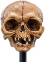 Polystone  The Lord of the Rings Trilogy  Skull of Gollum Polystone Statue