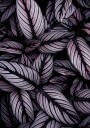 Purple Leaves Plakat Plakat / 40x50cm