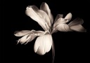 Tulip Exotic Emperor Poster Plakat / 30x40cm